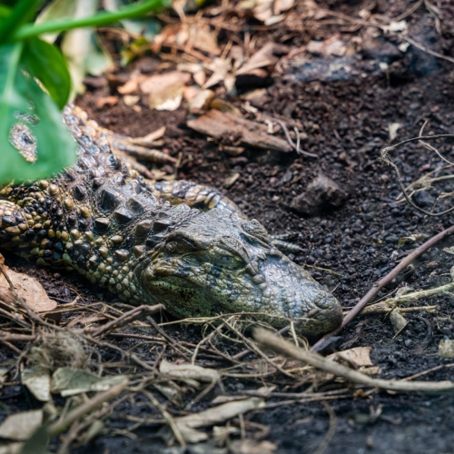 DSC01398_DxO