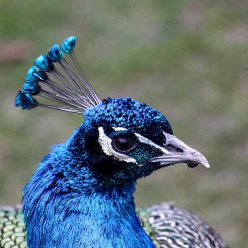 IMG_2130_DxO