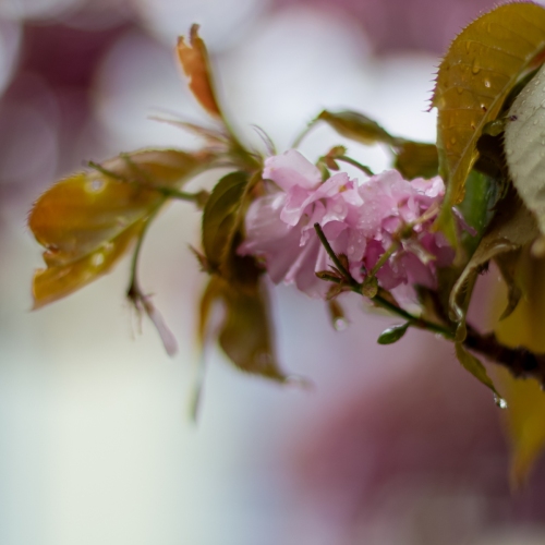 IMG_6689_DxO